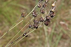 Haemodorum austroqueenslandicum brown.jpg