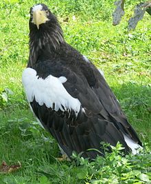 Haliaeetus pelagicus 3.jpg