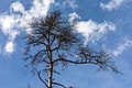* Nomination Treetop in “Der Linnert” near Sythen, Haltern am See, North Rhine-Westphalia, Germany --XRay 03:44, 4 May 2021 (UTC) * Promotion  Support Good quality -- Johann Jaritz 03:49, 4 May 2021 (UTC)