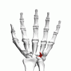 Hamate bone (left hand) - animation03.gif