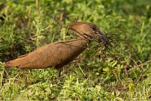 Individual collecting nesting material at Lake Naivasha, Kenya Hammerkop with Nesting Material.jpg