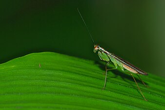 Hapalopeza nilgirica