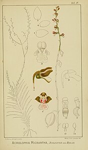 plate 8 Acrolophia micrantha