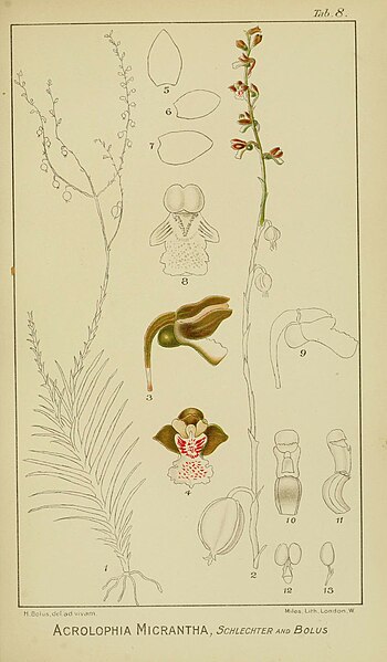 File:Harry Bolus - Orchids of South Africa - volume II plate 008 (1911).jpg