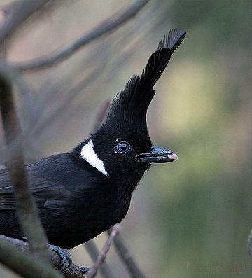 Platylophus (vogel)