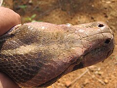 Змей голова. Python molurus molurus. Голова змеи питон. Змеиная головка.