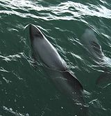 Hector's dolphins at Porpoise Bay