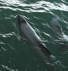 cefalorinchi di Hector a Porpoise Bay, presso le Catlings.