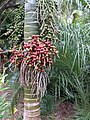 Fruits at Kerikeri, New Zealand