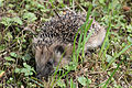 Hedgehog 24.jpg