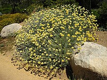 Helichrysum orientale 5 (Corse) .JPG