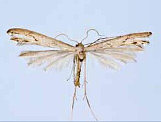 <i>Hellinsia caras</i> Species of plume moth