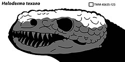 Heloderma texana holotype.jpg