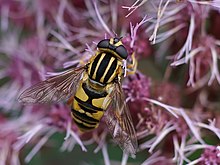 Helophilus pendulus was named Musca pendula in 1758. Helophilus pendulus (Kalmthout).jpg