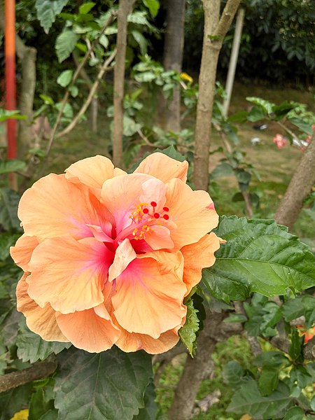 File:Hibiscus rosa-sinensis, Chaina Rose, Bangla - জবা 4.jpg