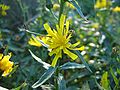 Hieracium umbellatum on the german island Hiddensee, Photo by Kristian Peters