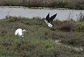 Stelzenläufer (Himantopus himantopus) greift einen Seidenreiher (Egretta garzetta) an.