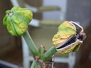 Hippeastrum