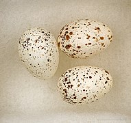 Hirundo aethiopica (Ethiopian Swallow) egg.