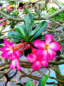 Adenium obesum, la rosa del deserto - fuoridivaso