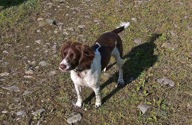 File:Holly 9 Month Old English Springer Spaniel Female.jpg