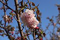 S048 法輪寺 Horinji 花の写真