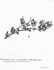 Hortus Cliffortianus IV Piper (Peperomia pellucida).jpg