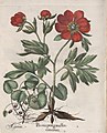 Hortus Eystettensis, 1613 (KU 2894-1 328) -Verna,6,9.jpg