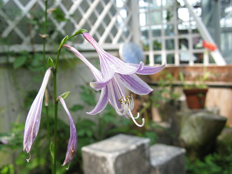 File:Hosta helonioides2.jpg