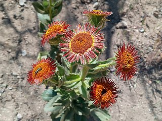 <i>Hulsea heterochroma</i> Species of flowering plant