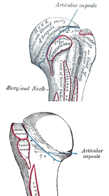 Humeral-head-anterior-posterior.png
