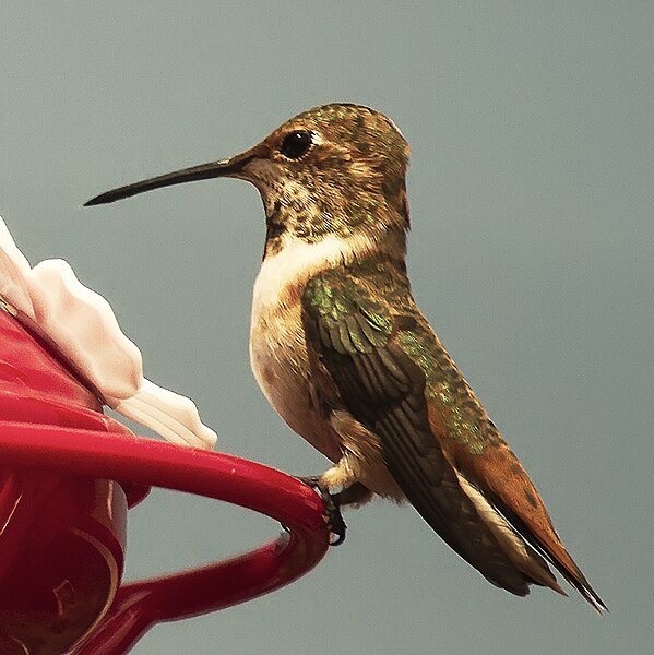 File:Hummingbird (18064444815).jpg