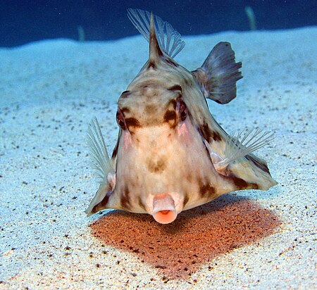 Humpback Turretfish - Tetrosomus gibbosus 2.jpg