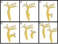 Hydra budding: 1. Non-reproducing. 2. Creating a bud. 3. Daughter growing out. 4. Beginning to cleave. 5. Daughter broken off. 6. Daughter clone of parent.