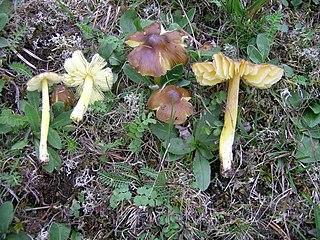 <i>Hygrocybe spadicea</i> Species of fungus