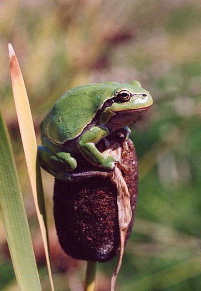 File:Hyla arborea on Typha.jpg