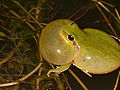 Viduržeminė medvarlė (Hyla meridionalis)