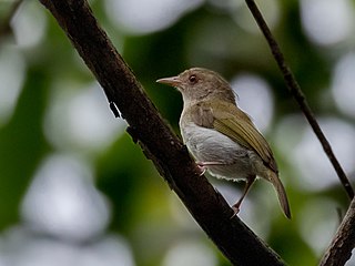 <span class="mw-page-title-main">Brown-headed greenlet</span> Species of bird