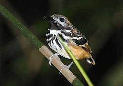 Hylophylax punctulatus - Dot-backed Antbird (male) (cropped).JPG