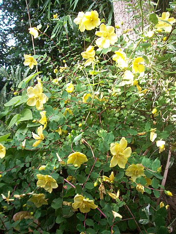 Hypericum bellum