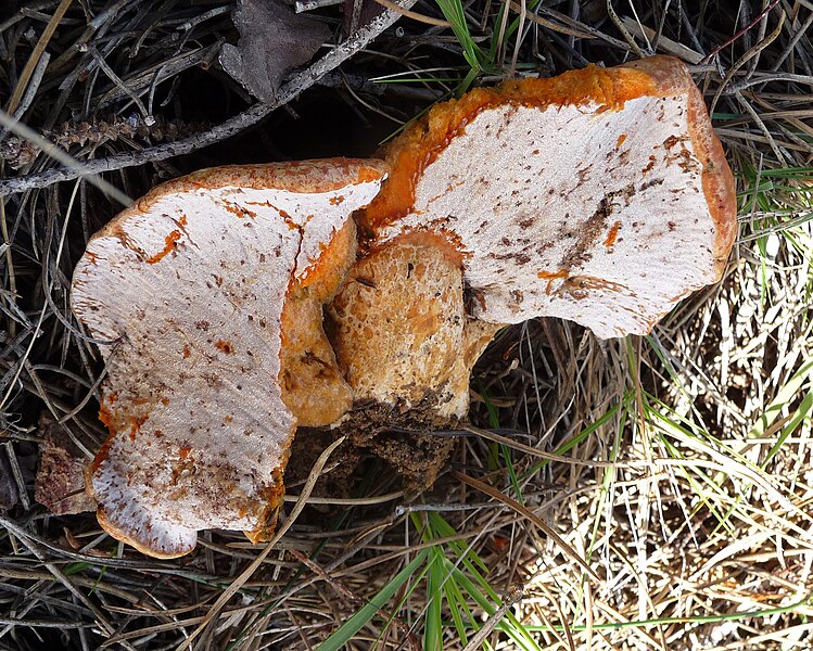 File:Hypomyces lateritius - Flickr - gailhampshire.jpg