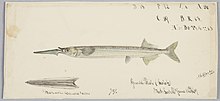 Hyporhamphus melanochir (Tas) : Southern Sea Garfish, 1869, Tasmania, by Frank Edward Clarke. Purchased 1921. Te Papa (1992-0035-2278/38)