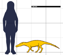 velikost ve srovnání s lidskou bytostí Ichthyolest
