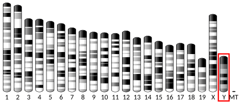 File:Ideogram house mouse chromosome Y.svg