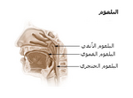 صورة مصغرة لـ بلعوم