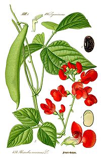 Phaseolus coccineus, le haricot d'Espagne, plante ornementale qui produit aussi des graines comestibles