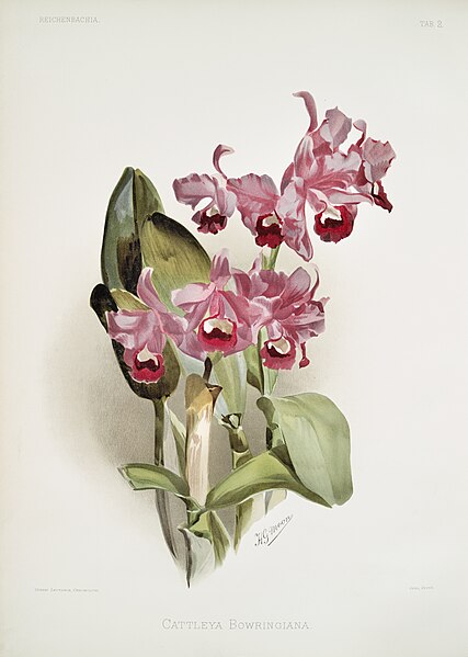 File:Illustration from Reichenbachia Orchids by Frederick Sander, digitally enhanced by rawpixel-com 098.jpg