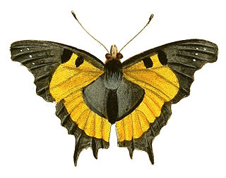 <i>Antanartia delius</i> Species of butterfly