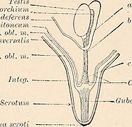 Image from page 499 of "Comparative anatomy of vertebrates" (1907) (20676852801).jpg