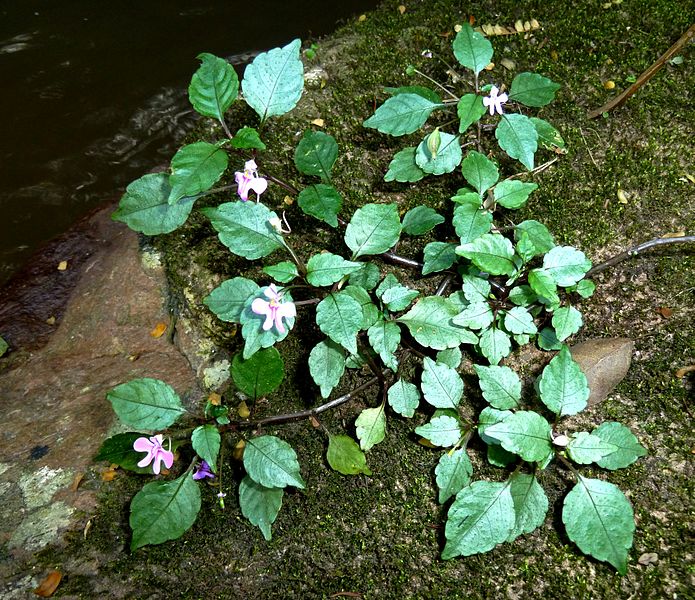 File:Impatiens hochstetteri subsp hochstetteri, habitus, Krantzkloof NR.jpg